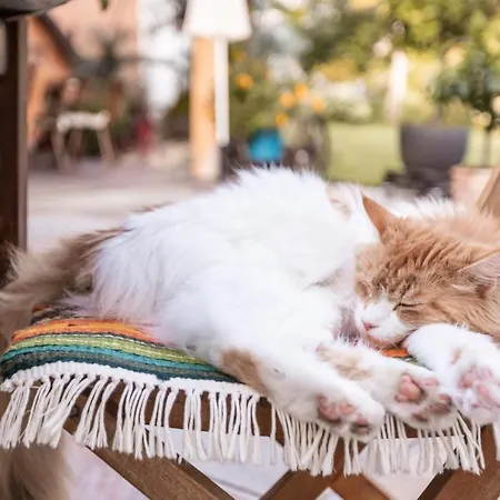 In Der Alten Schnapsbrennerei Kolleritsch In * Mureck