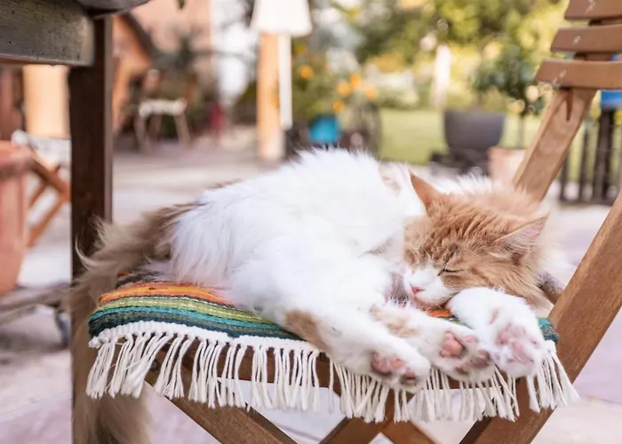 In Der Alten Schnapsbrennerei Kolleritsch In * 穆勒克